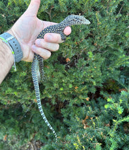 Load image into Gallery viewer, Baby Pastel Blue-Tailed Monitor