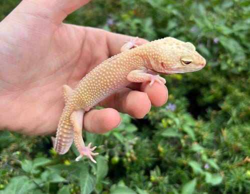Adult Leopard Gecko (Female 3)