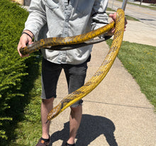 Load image into Gallery viewer, Adult Amazon Puffing Snake (Male)