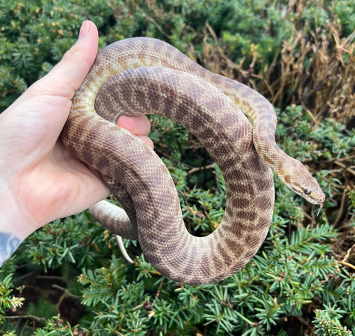 Adult Children’s Python (Male)
