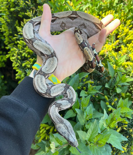 Small Guyana Boa (Female 1)