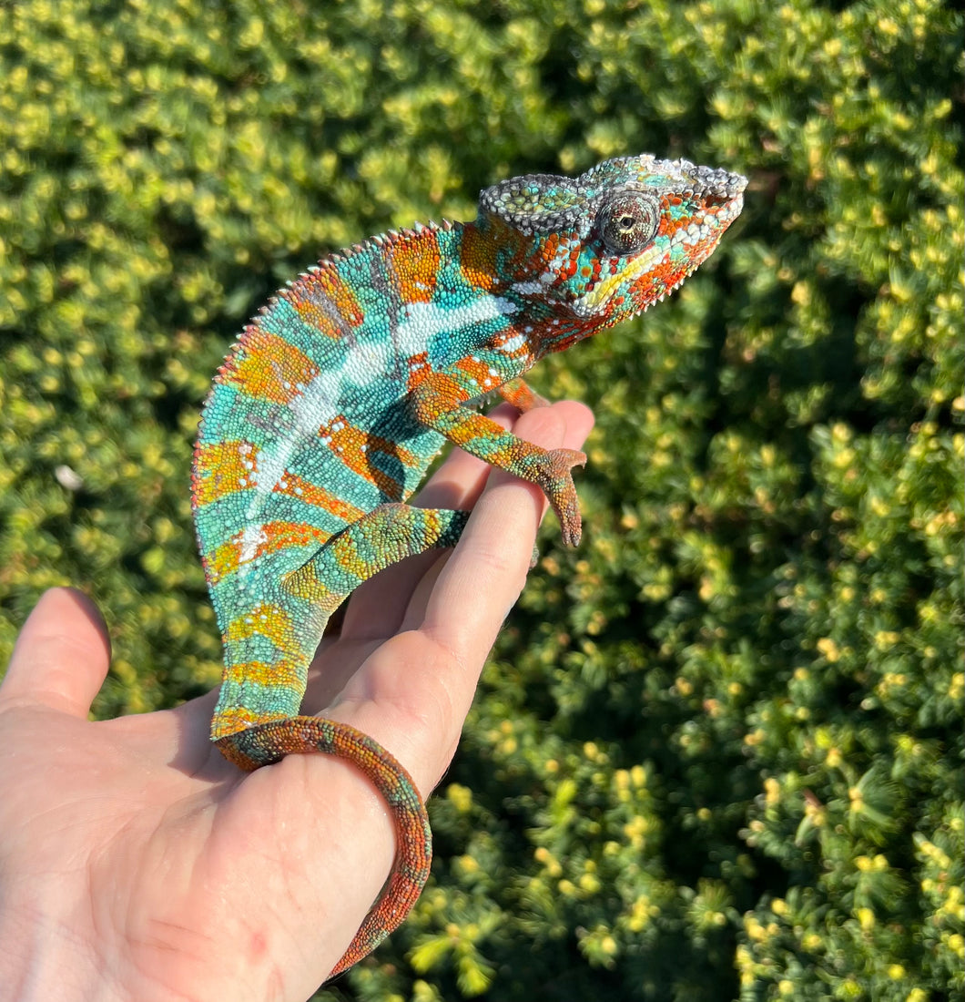 Adult Ambilobe Panther Chameleon (Male 2)