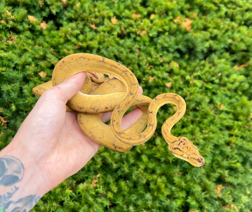 ‘Colored’ Amazon Tree Boa (Male 9)