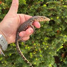 Load image into Gallery viewer, Baby Sulawesi Water Monitor (5)