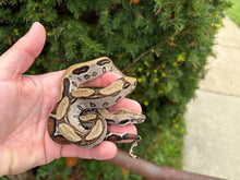 Load image into Gallery viewer, Baby Aberrant Columbian Red-Tailed Boa Constrictor (Male)