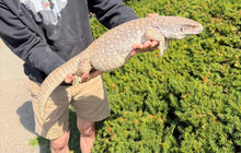 Load image into Gallery viewer, Adult Savannah Monitor