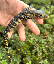 Load image into Gallery viewer, Baby Ornate Nile Monitor (2)