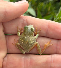 Load image into Gallery viewer, Baby Super Snowflake White’s Tree Frogs