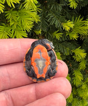 Load image into Gallery viewer, Baby Pink-Bellied Sideneck Turtle