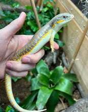 Load image into Gallery viewer, Adult Schneider’s Skink