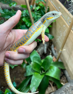 Adult Schneider’s Skink