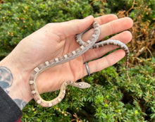Load image into Gallery viewer, Baby Ultra Anery Motley Corn Snake