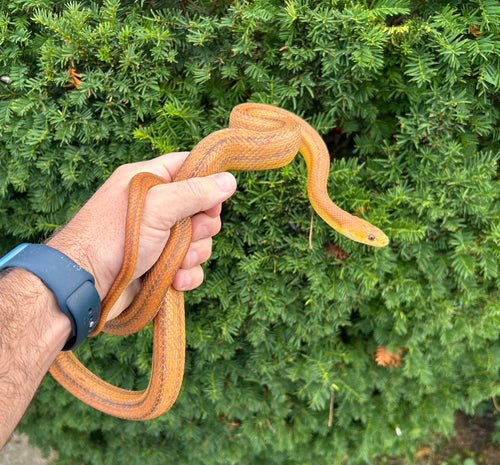 Adult Everglades Ratsnake (Female)