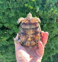 Load image into Gallery viewer, Adult Eastern Box Turtle (Female 1)