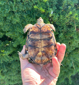 Adult Eastern Box Turtle (Female 1)
