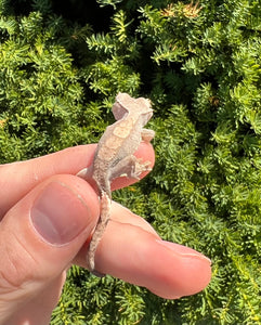 Baby Crested Gecko (1)