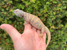 Load image into Gallery viewer, Adult ‘High-Color’ Ornate Uromastyx (Male 2)