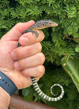 Load image into Gallery viewer, Baby Mangrove Monitor