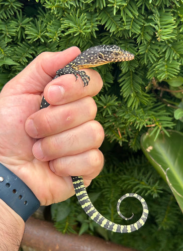 Baby Mangrove Monitor