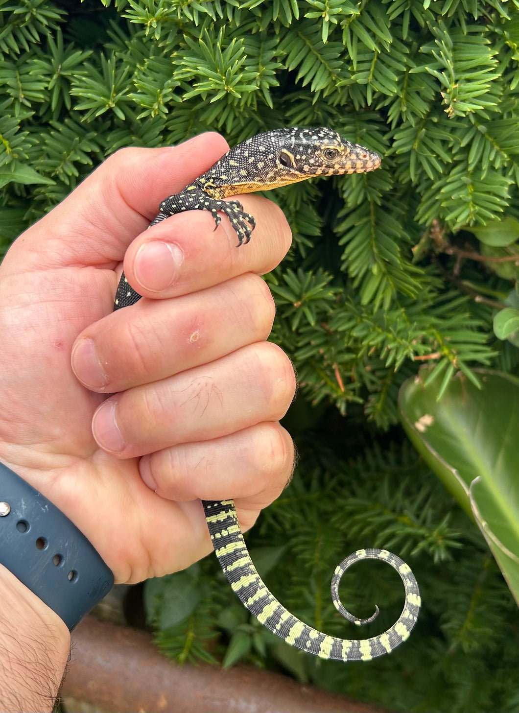 Baby Mangrove Monitor