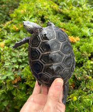 Load image into Gallery viewer, Adult Diamonback Terrapin (Male)
