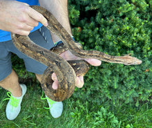 Load image into Gallery viewer, Adult het Blood/Leopard Columbian Red-Tailed Boa Constrictor (Male)