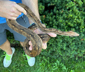 Adult het Blood/Leopard Columbian Red-Tailed Boa Constrictor (Male)
