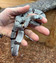 Load image into Gallery viewer, Sub-Adult Gray-Banded Kingsnake (Female)