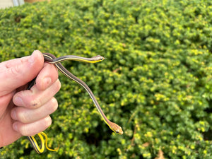 Baby Striped Bronzeback Snake