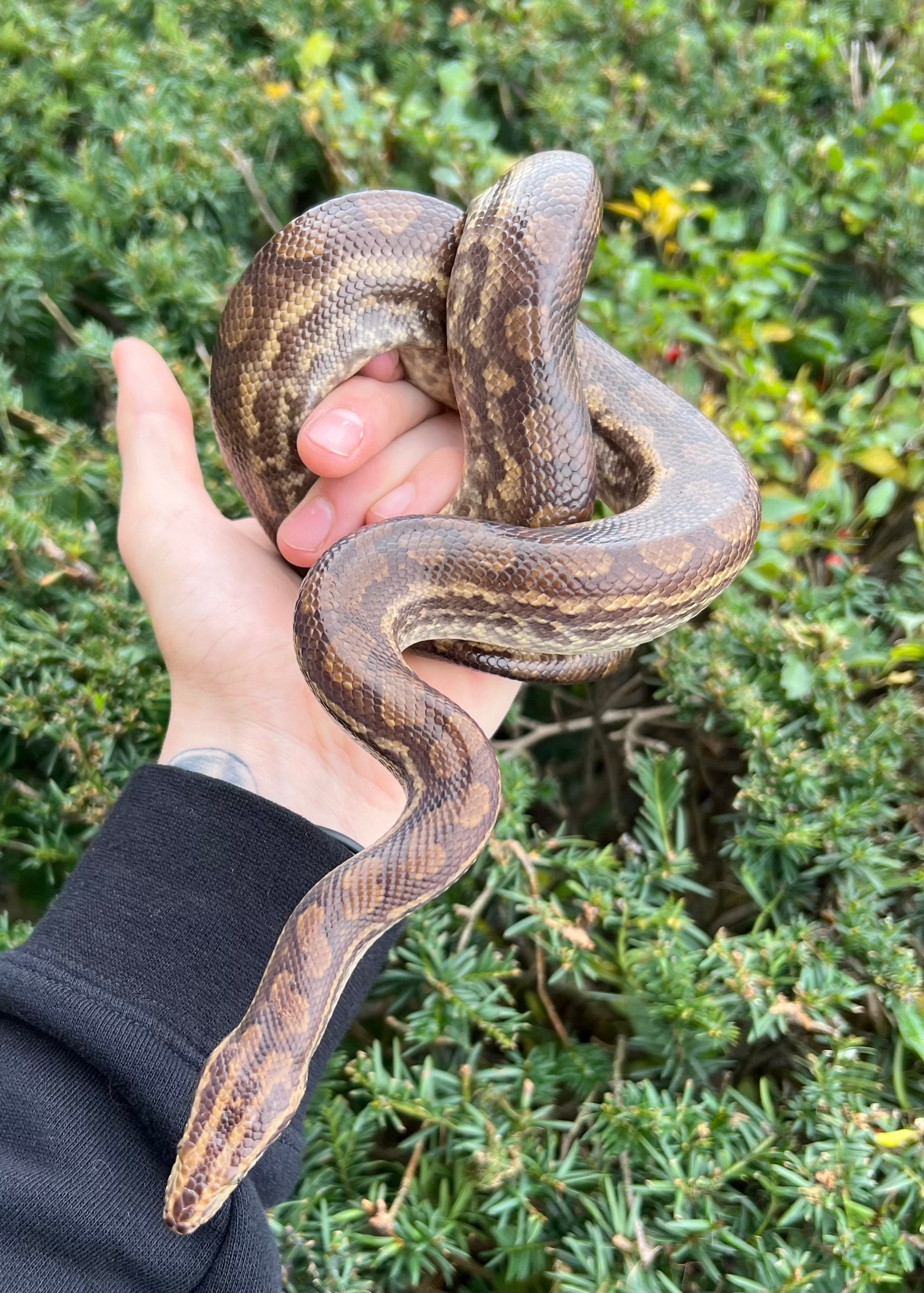 Juvenile Columbian Raimbow Boa (Female) – Scales and Tails of Ohio