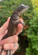 Load image into Gallery viewer, Small Sulawesi Black Sailfin Dragon