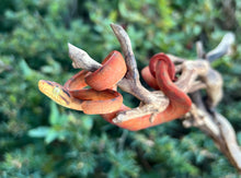 Load image into Gallery viewer, Baby Red Amazon Tree Boa (Male 2)
