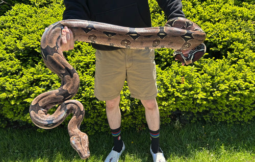 Adult XL Guyana Boa (Female)