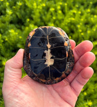 Load image into Gallery viewer, Adult Spotted Turtle (Female)