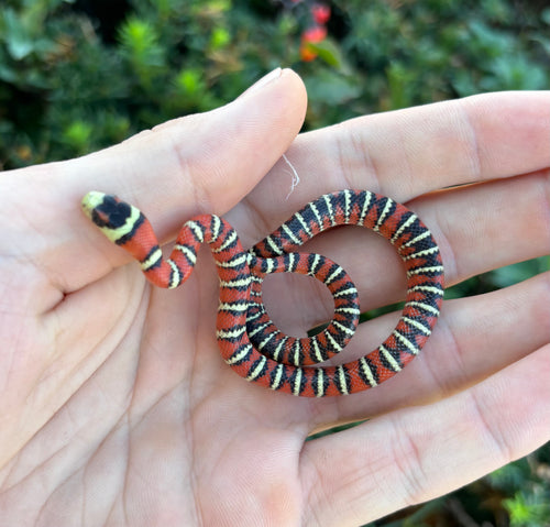 Baby Arizona Mountain Kingsnake (Male 1)