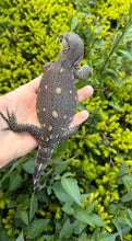 Load image into Gallery viewer, Juvenile Black Throat Monitor (1)