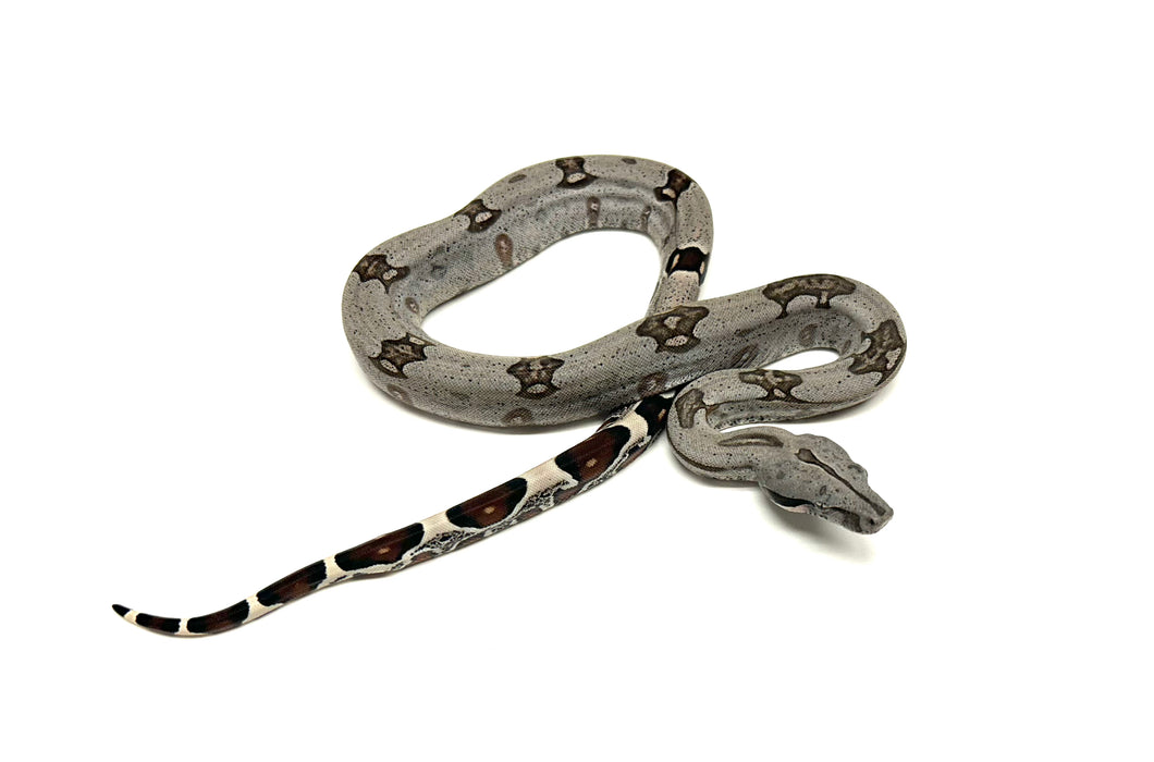 Baby Guyana Boa (Female 2)