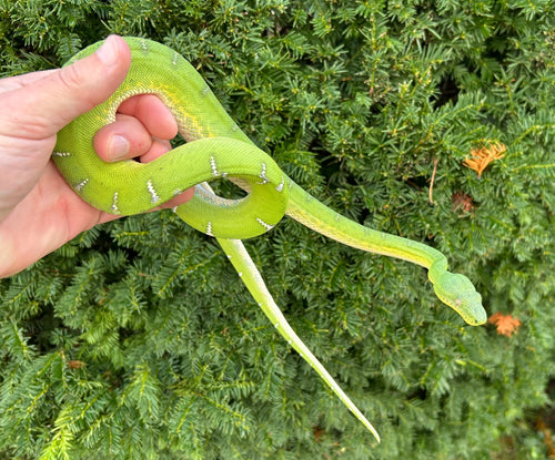 Juvenile Emerald Tree Boa (Male 1)
