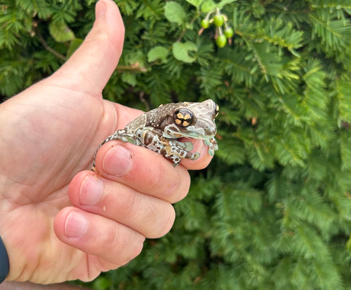 Adult Amazon Milk Frog