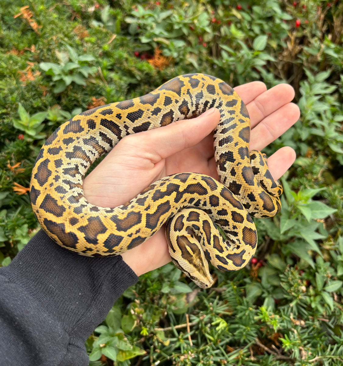 Juvenile Burmese Python 100% het Green/Granite (Female) – Scales and ...