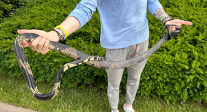 Adult Tiger Ratsnake (Female 1)