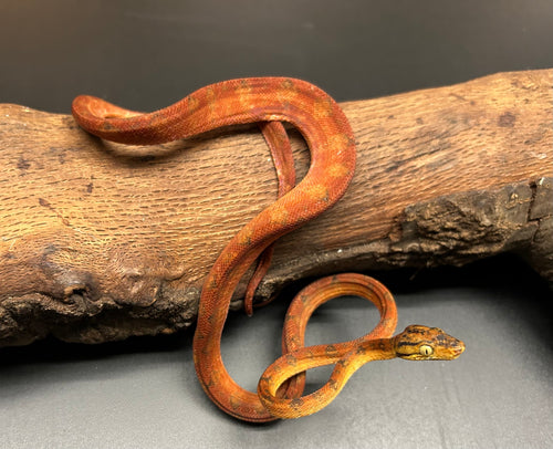 Juvenile Red Amazon Tree Boa (Male 1)
