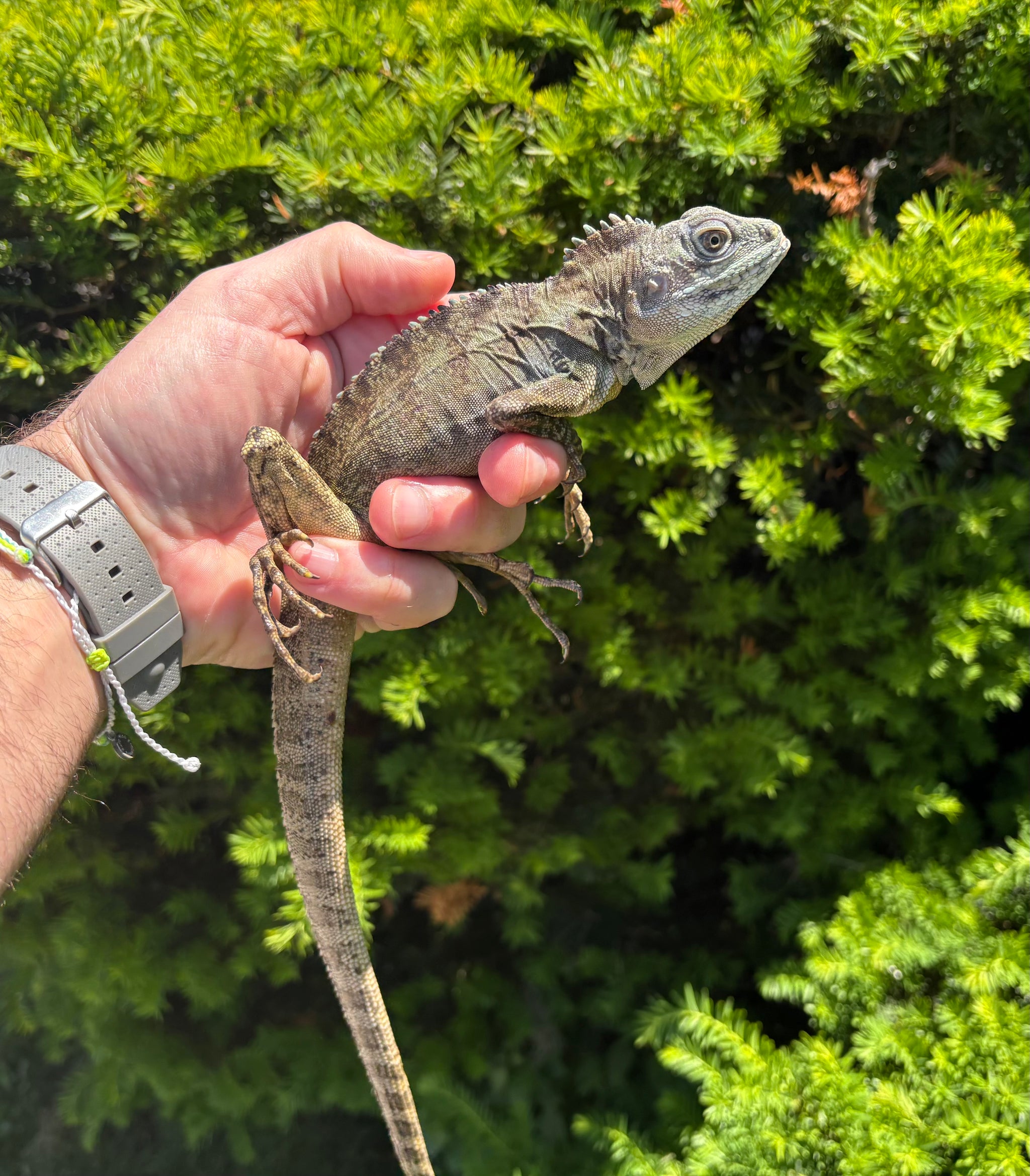Other Lizards – Scales and Tails of Ohio