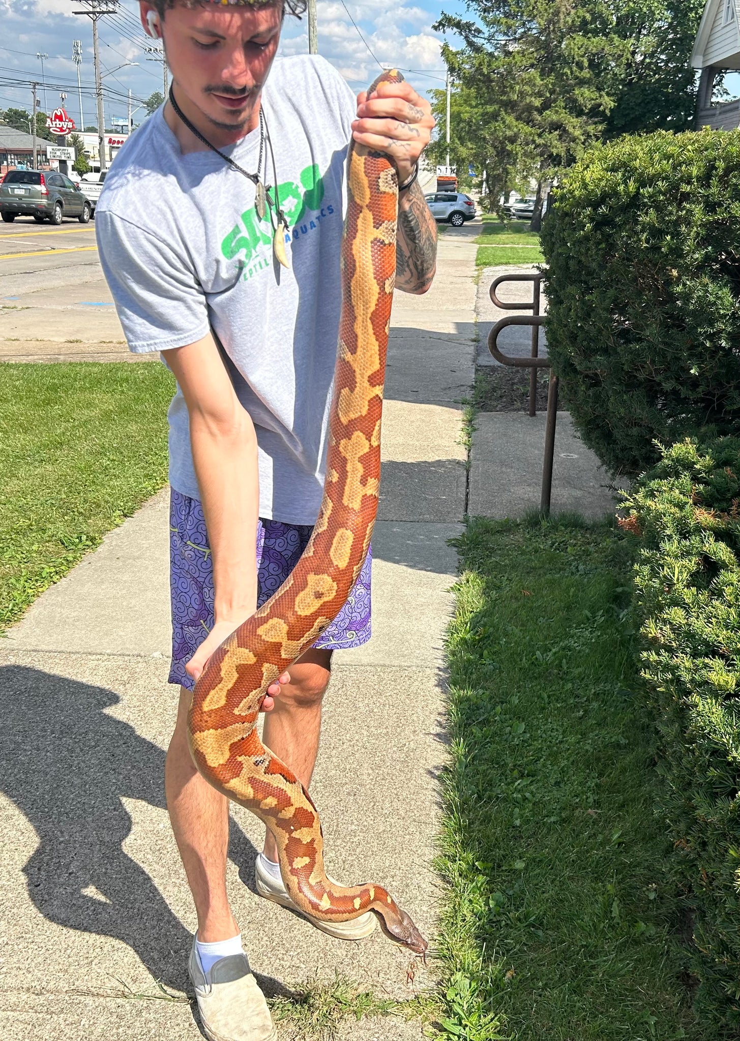Adult Blood Python (Female) – Scales and Tails of Ohio