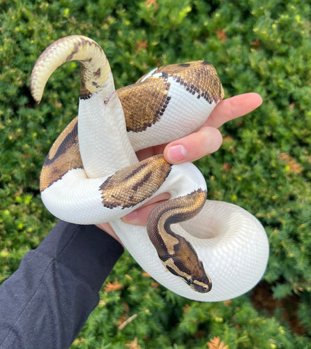 Adult Pied Ball Python (Male)