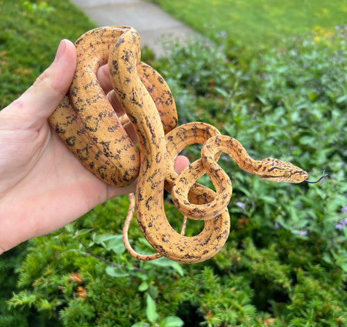 ‘Colored’ Amazon Tree Boa (Male 2)