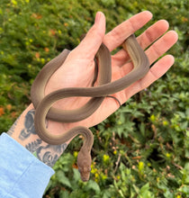 Load image into Gallery viewer, Baby Olive Python