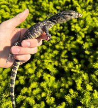 Load image into Gallery viewer, Baby Asian Water Monitor 100% het Black Dragon (1)