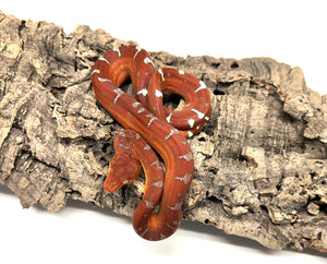Baby Emerald Tree Boa (3)