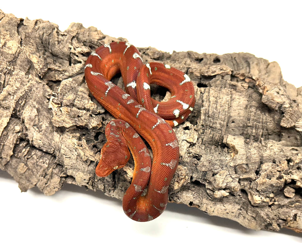 Baby Emerald Tree Boa (3)